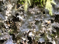 Peltigera pacifica