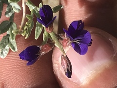 Psorothamnus fremontii