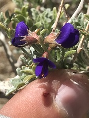 Psorothamnus fremontii