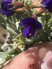 Psorothamnus fremontii