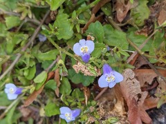 Mazus miquelii