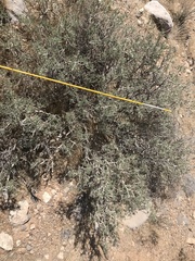 Psorothamnus fremontii
