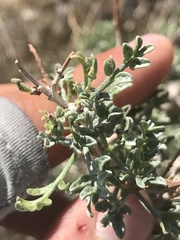 Psorothamnus fremontii