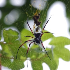 Trichonephila inaurata madagascariensis