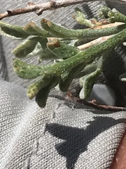 Psorothamnus fremontii