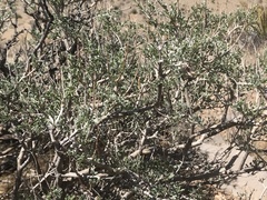 Psorothamnus fremontii