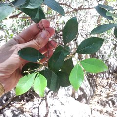 Calyptranthes pallens