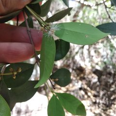 Calyptranthes pallens