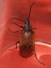 Pseudocistela ceramboides