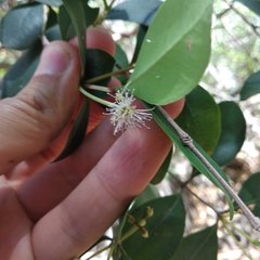 Calyptranthes pallens