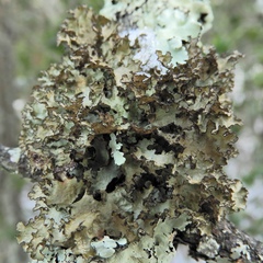 Tuckermanopsis ciliaris