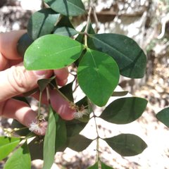 Calyptranthes pallens