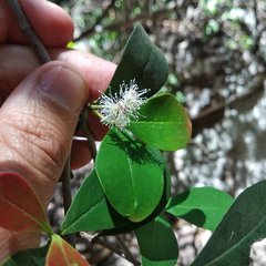 Calyptranthes pallens