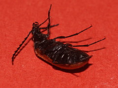 Pseudocistela ceramboides