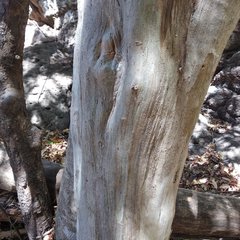 Calyptranthes pallens