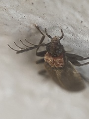 Schizotus cervicalis