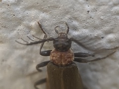 Schizotus cervicalis