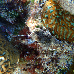 Baseodiscus hemprichii
