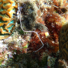 Baseodiscus hemprichii