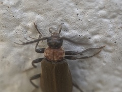 Schizotus cervicalis