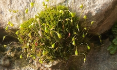 Funaria hygrometrica