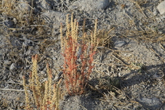 Oligomeris linifolia