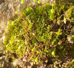 Funaria hygrometrica