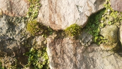 Funaria hygrometrica