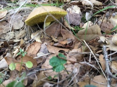 Boletus subtomentosus image