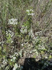 Valerianella amarella