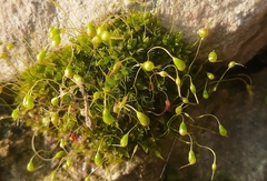 Funaria hygrometrica