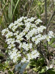 Valerianella amarella