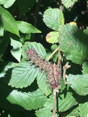 Hemileuca maia