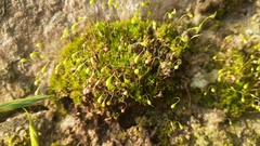 Funaria hygrometrica