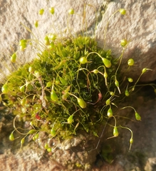 Funaria hygrometrica