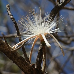Pseudobombax palmeri