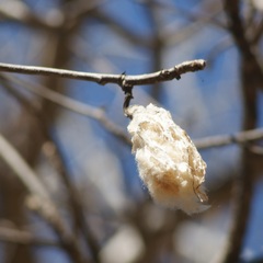 Pseudobombax palmeri