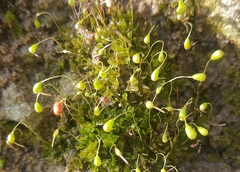 Funaria hygrometrica