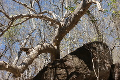 Pseudobombax palmeri