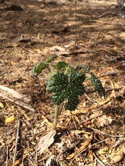 Cnidoscolus maculatus