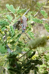 Plionoma rubens
