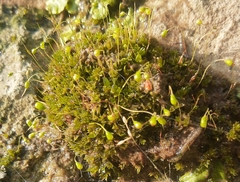 Funaria hygrometrica