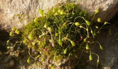 Funaria hygrometrica