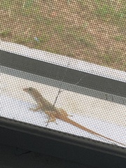 Anolis cristatellus