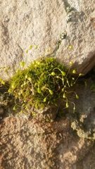 Funaria hygrometrica