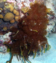 Caementabunda simplex