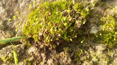 Funaria hygrometrica