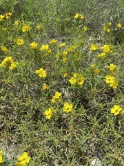 Oenothera berlandieri pinifolia