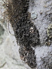 Melanelia culbersonii