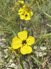 Oenothera berlandieri pinifolia